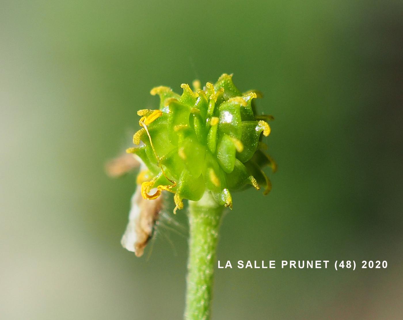 Buttercup, Wood fruit